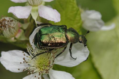 Gnorimus nobilis